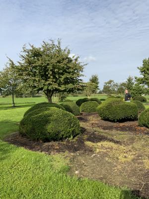 TAXUS BACCATA