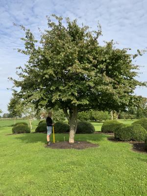 PARROTIA PERSICA