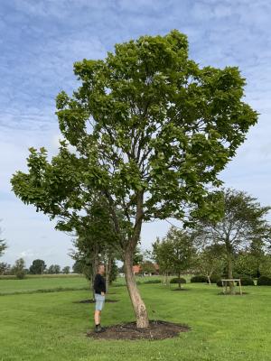 CATALPA BIGNONIOIDES AUREA