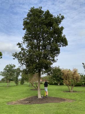 QUERCUS LIBANI