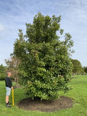 PHOTINIA FRASERI RED ROBIN