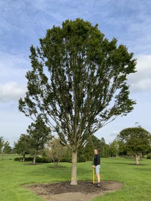 CARPINUS BETULUS FASTIGIATA