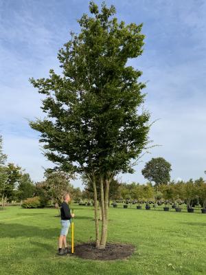 ZELKOVA SERRATA