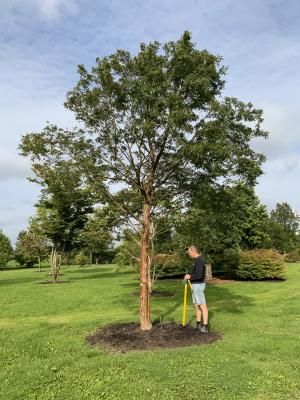 ACER GRISEUM