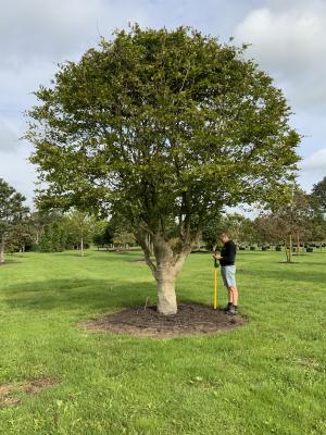 FAGUS SYLVATICA