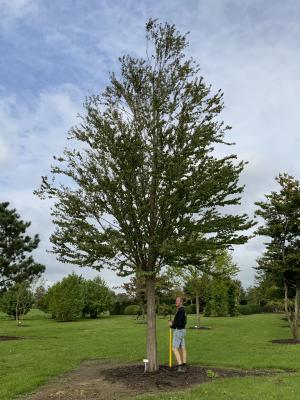 CERCIDIPHYLLUM JAPONICUM