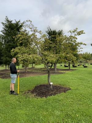 CARPINUS BETULUS PENDULA