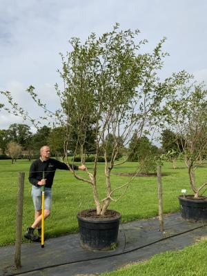 CHIONANTHUS RETUSUS