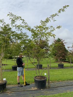 GLEDITSIA TRIACANTHOS SUNBURST