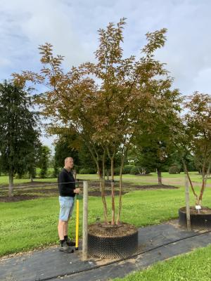 LAGERSTROEMIA NATCHEZ