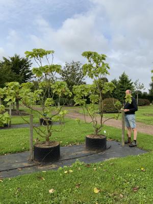 CATALPA SPECIOSA PULVERULENTA