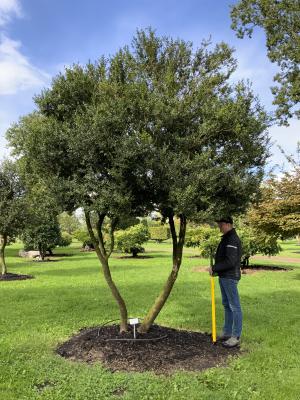 BUXUS SEMPERVIRENS