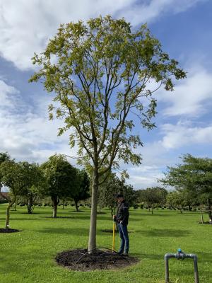 KOELREUTERIA PANICULATA