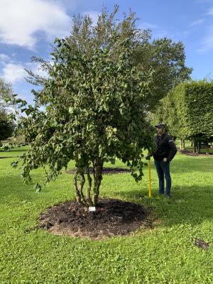 CORYLUS AVELLANA CONTORTA