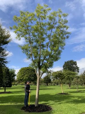 STYPHNOLOBIUM JAPONICUM