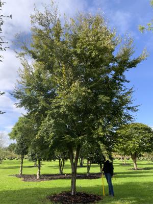 CARPINUS TURCZANINOWII