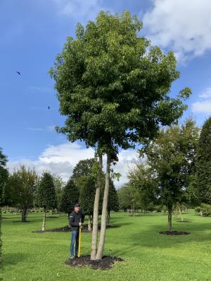 LIQUIDAMBAR STYRACIFLUA