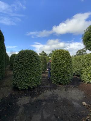 FAGUS SYLVATICA