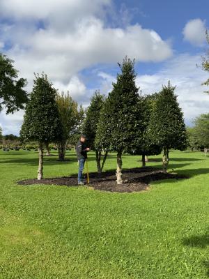 ILEX ALTACLARENSIS CAMELLIIFOLIA