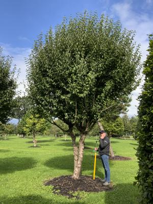 CORNUS MAS