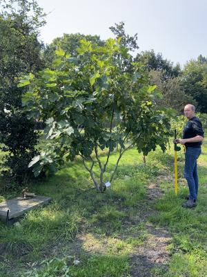 FICUS CARICA