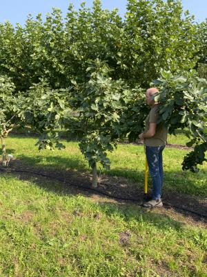 FICUS CARICA 