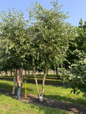 BETULA NIGRA