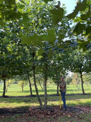 Platanus acerifolia