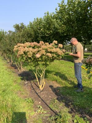 HYDRANGEA PANICULATA LIMELIGHT