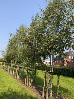 BETULA PENDULA