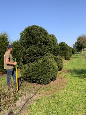 TAXUS BACCATA