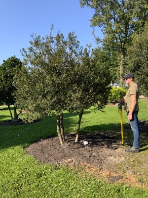 BUXUS SEMPERVIRENS