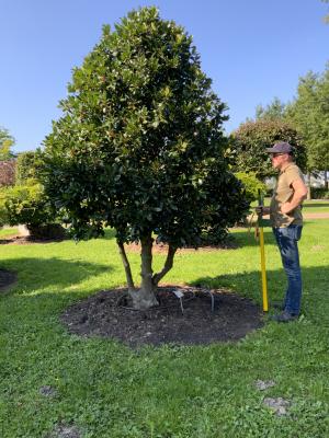 ILEX ALTACLARENSIS CAMELLIIFOLIA