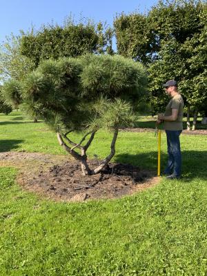 PINUS NIGRA NIGRA