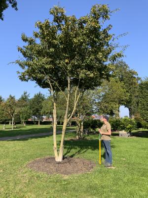 CARPINUS JAPONICA