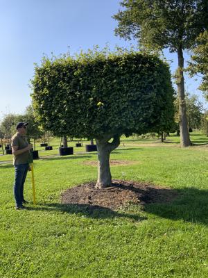 FAGUS SYLVATICA