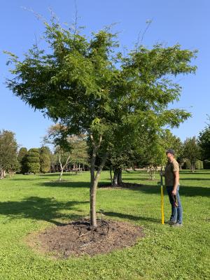 GLEDITSIA TRIACANTHOS SUNBURST