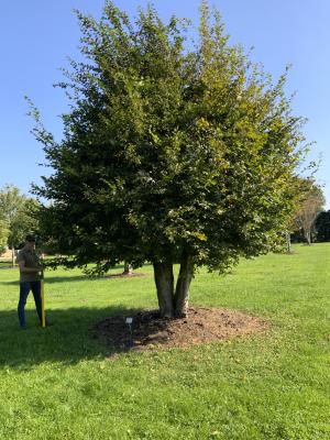 CARPINUS BETULUS