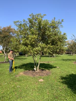 QUERCUS ROBUR