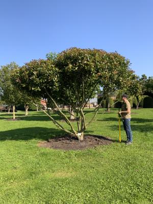 PHOTINIA FRASERI BIRMINGHAM 