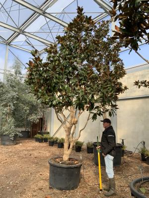 MAGNOLIA GRANDIFLORA GALLISONIENSIS