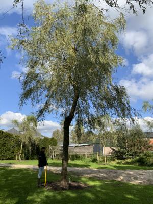 SALIX ALBA TRISTIS