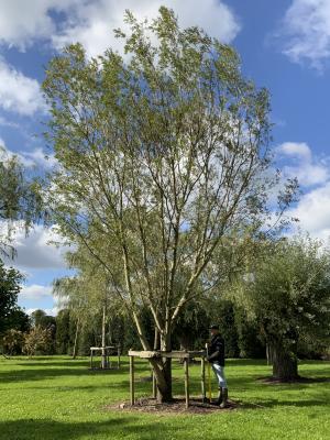 SALIX ALBA