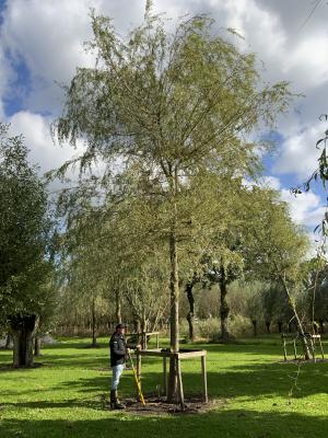 SALIX ALBA TRISTIS