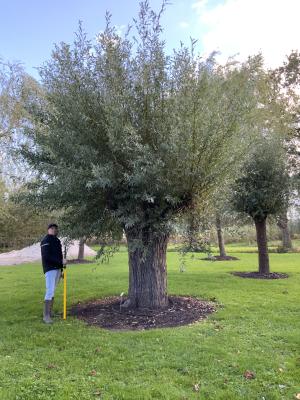 SALIX ALBA