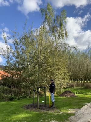 SALIX ALBA TRISTIS