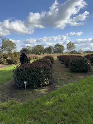 FAGUS SYLVATICA ATROPUNICEA