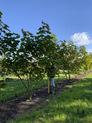 CATALPA BIGNONIOIDES PURPUREA