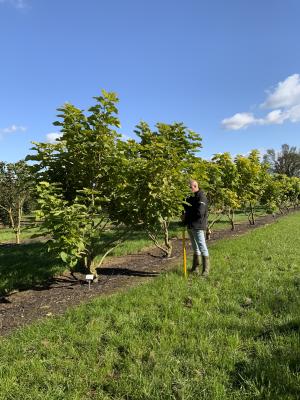 CATALPA BIGNONIOIDES AUREA