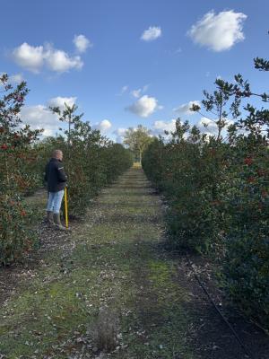 ILEX AQUIFOLIUM'J.C VAN TOL'